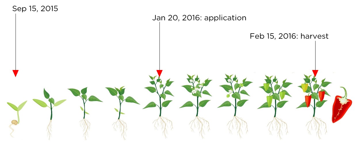 Know how to get much better yield of wheat in Tunisia » SANBIO